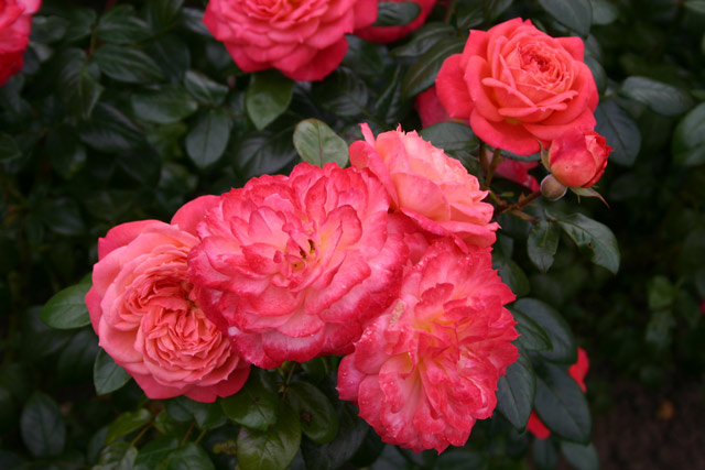 Queen of Hearts® and other roses you can buy at the online shop of Rosen-Direct.de