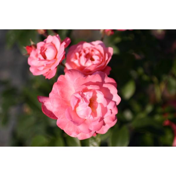 Mein Schoner Garten And Other Roses You Can Buy At The Online